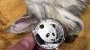 2018 30 Gram Chinese Silver Panda Review