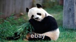 2021 China Panda, 30 grams pure Silver Colorized coin! Collect the Series