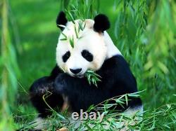 2025 China Panda, 30 grams pure Silver Colorized coin! Collect the Series
