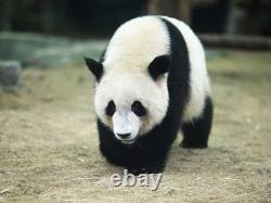 2025 China Panda, 30 grams pure Silver Colorized coin! Collect the Series