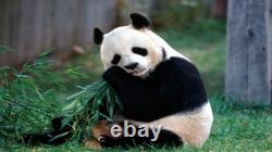 2025 China Panda, 30 grams pure Silver Colorized coin! Collect the Series