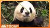 China S Xi Jinping Revives Panda Diplomacy With Gift For Us
