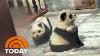 Un Bear Able China Zoo Dyes Chow Chow Dogs To Look Like Pandas