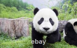 2017 Panda de Chine, pièce en argent pur colorisée de 30 grammes ! Collectionnez la série