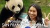 Le Maire De San Francisco Rend Visite Aux Pandas Géants à Shanghai Alors Qu'un Accord Est Conclu Pour Les Pandas Résidents.