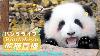 Panda 24 7 Hd En Direct À La Base De Pandas De Chengdu