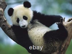 Pièce en argent colorisée de 30 grammes (0,9645 once) Panda de Chine 2019